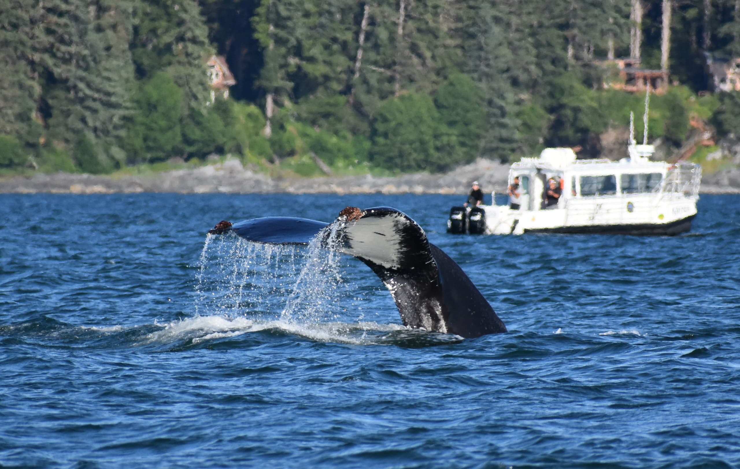 Whale Watching Tour (Heated Jetboat)