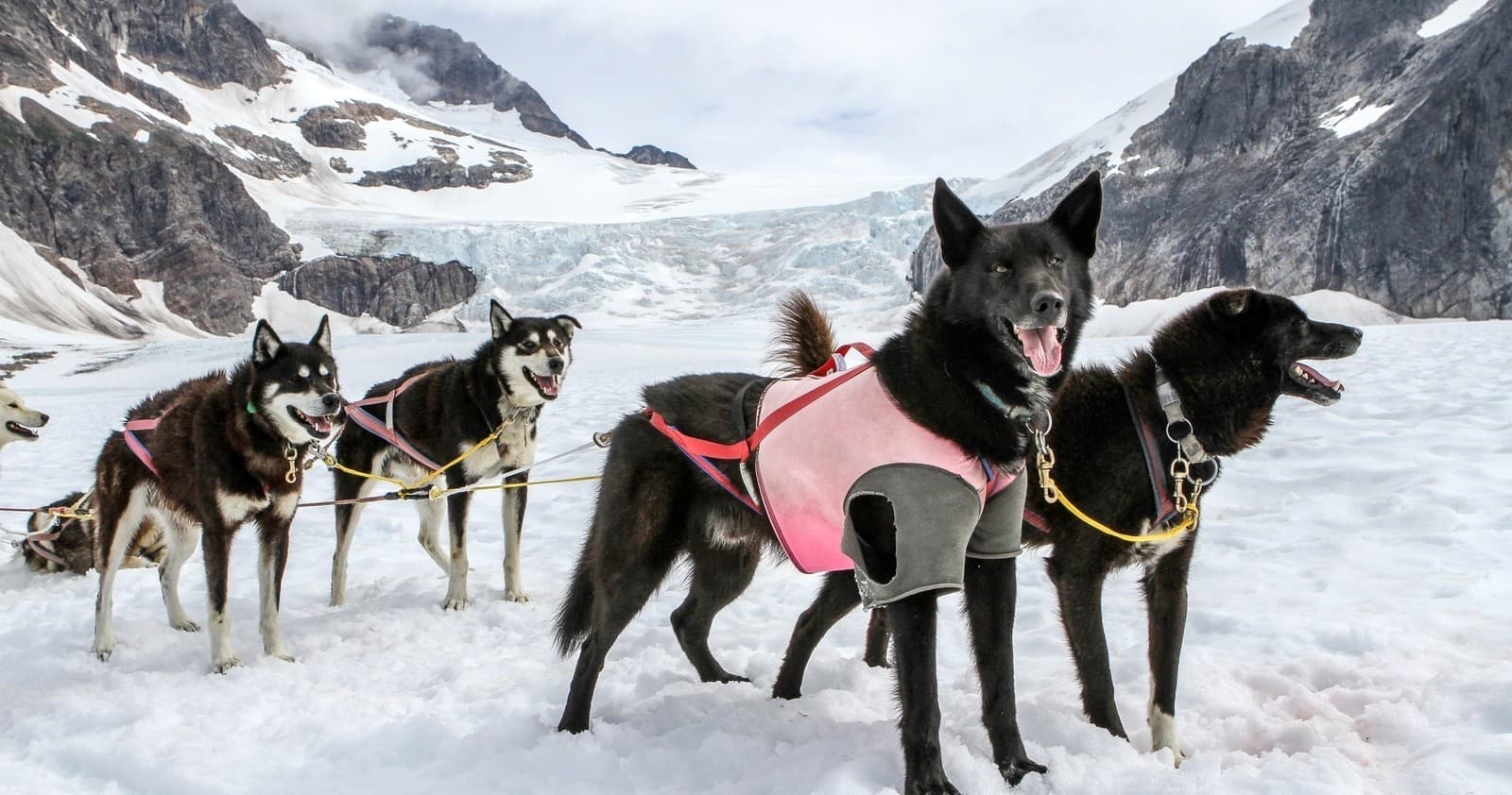 Dog Sled Tour with Glacier Landing
