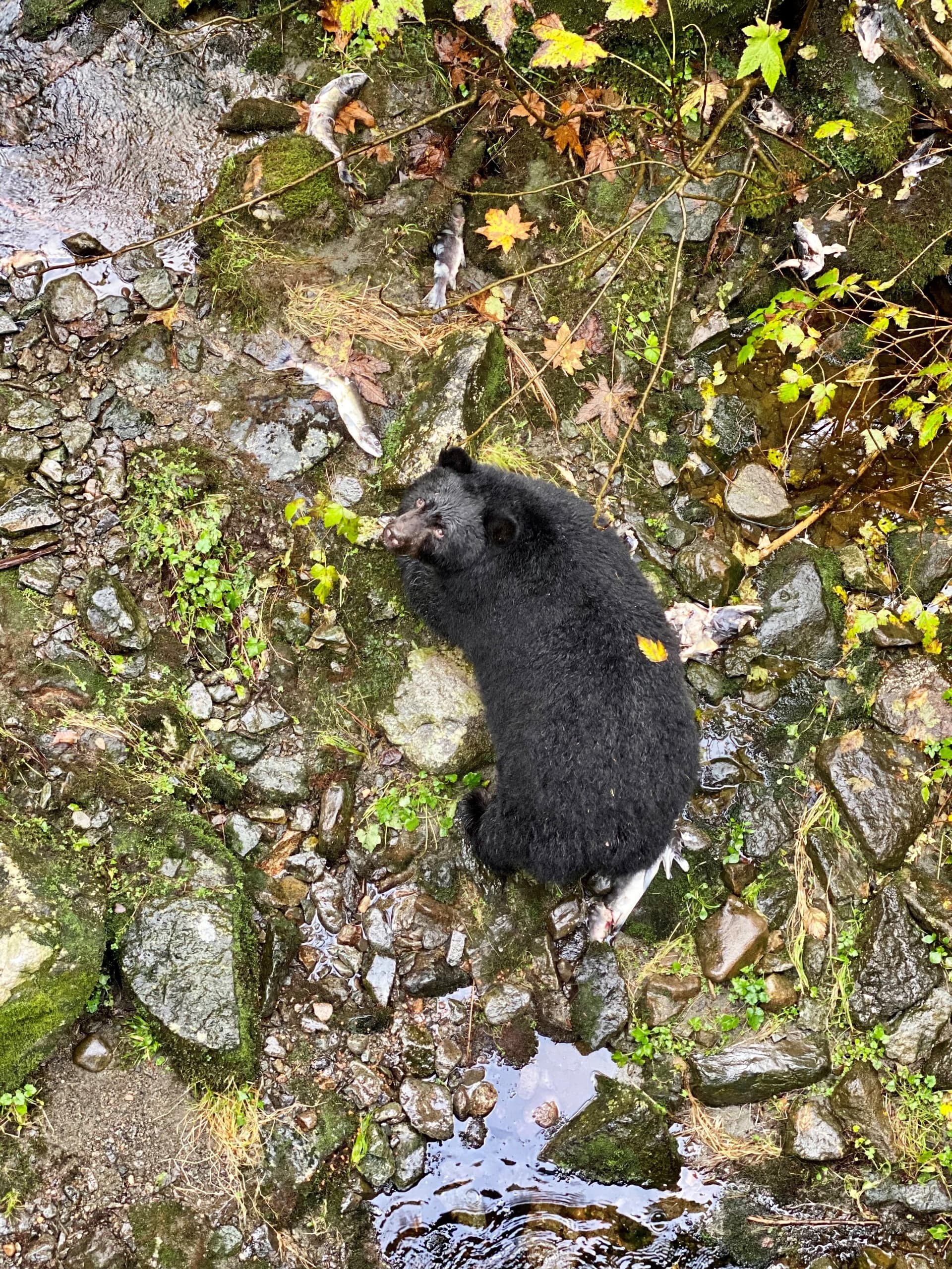 Wild black bear standing in a rocky salmon stream at Herring Cove in Ketchikan