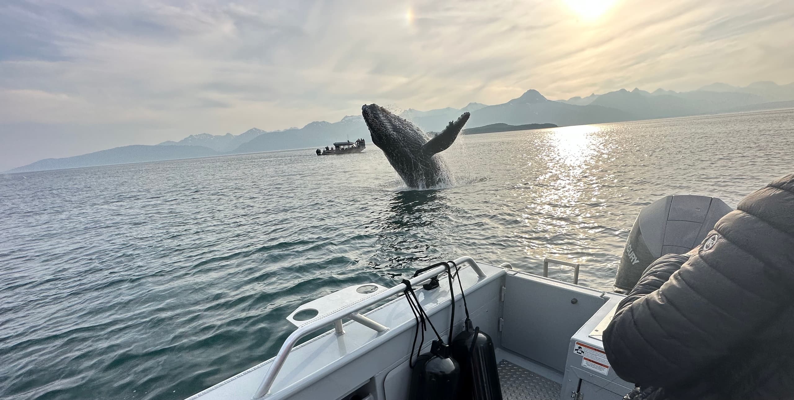 Harv's Original Whale Watch
