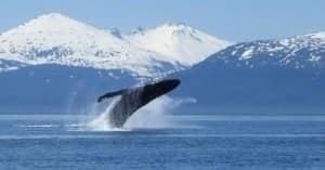 Whale Watching